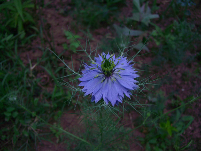 IMG_3395 - Floricelele mele 2013