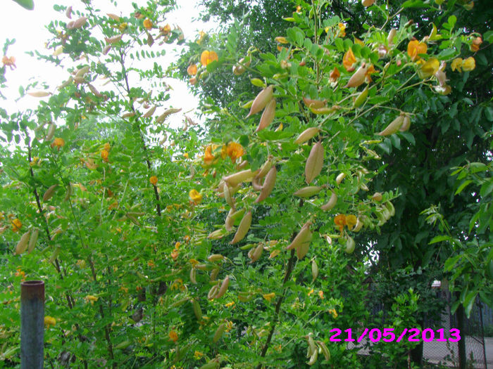 IMG_3422 - Floricelele mele 2013