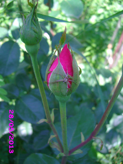 IMG_3449 - Floricelele mele 2013