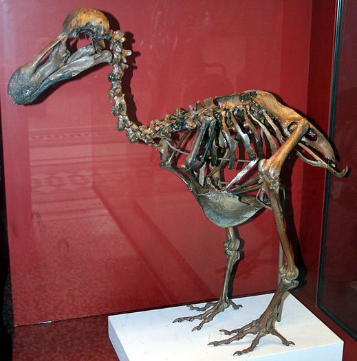 Dodo-Skeleton_Natural_History_Museum_London_England - x53-Dodo