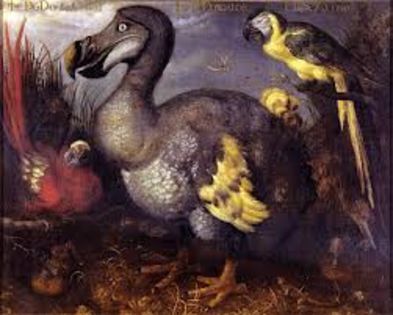 images - x53-Dodo