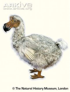Mounted-dodo-specimen