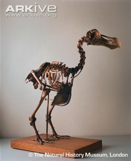 Mounted-skeleton-of-dodo - x53-Dodo