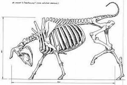 aurochs-drawing1