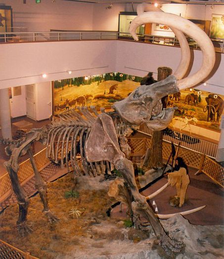 ColumbianMammoth_CollegeOfEasternUtah