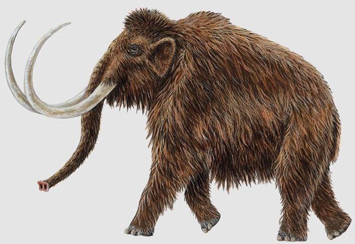 mammoth - x55-Mamut