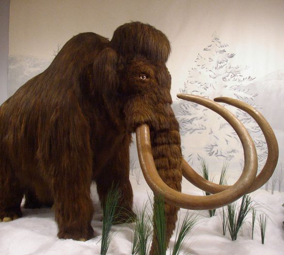 mamut