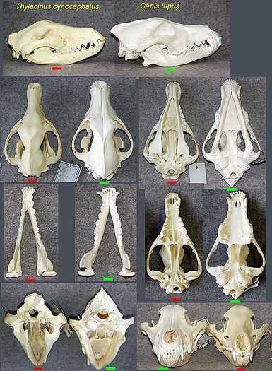 441px-Beutelwolf_fg01 - x56-Lup marsupial