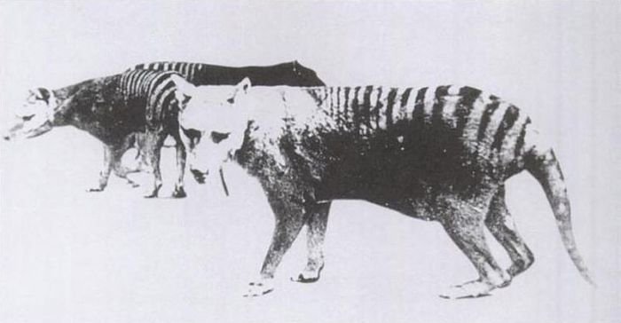 800px-Thylacine_pouch - x56-Lup marsupial