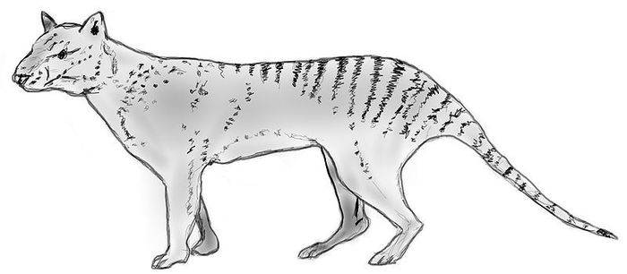 800px-Thylacinus_potens - x56-Lup marsupial