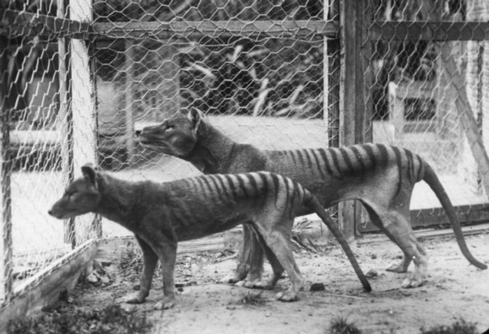 Tasmanian_tiger - x56-Lup marsupial