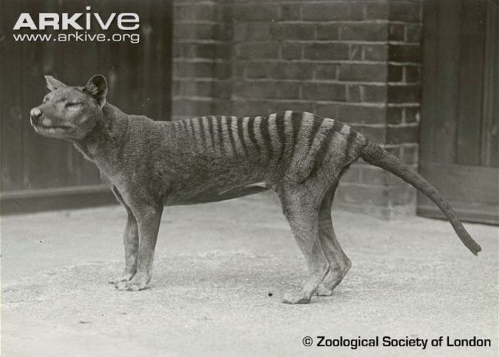 Thylacine - x56-Lup marsupial
