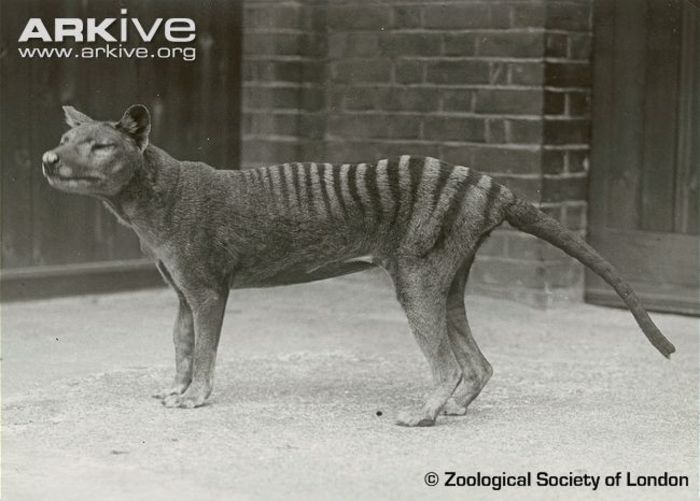 Thylacine