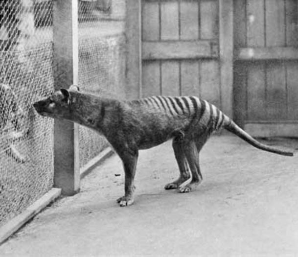 ThylacineHobart1933 - x56-Lup marsupial
