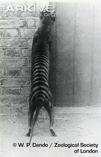 Thylacine-on-hind-legs - x56-Lup marsupial