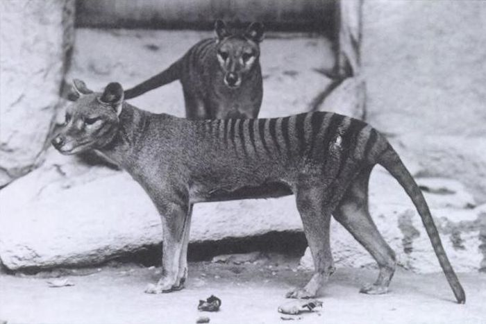 Thylacinus - x56-Lup marsupial