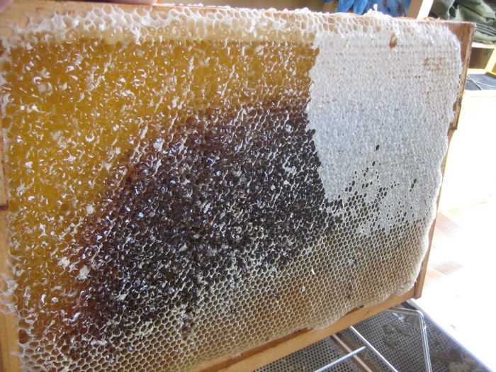 IMG_0071 - Rapita 2013