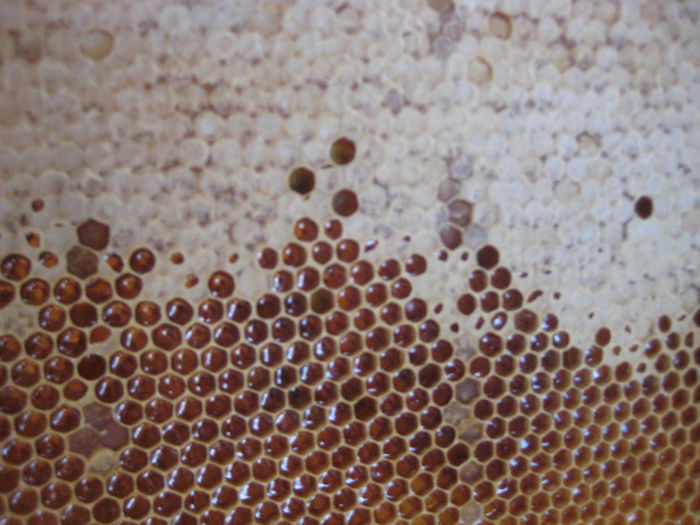 IMG_0073 - Rapita 2013