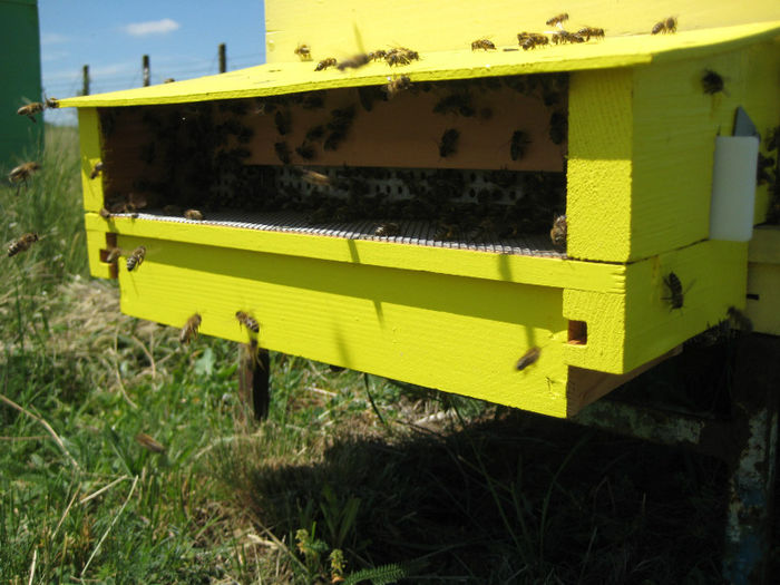 IMG_0090 - Rapita 2013