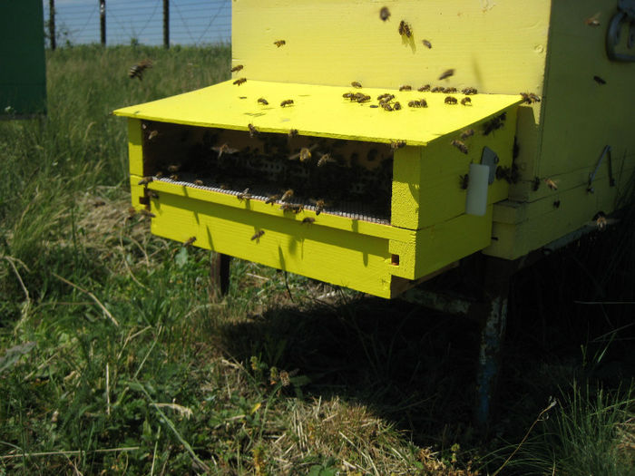 IMG_0091 - Rapita 2013