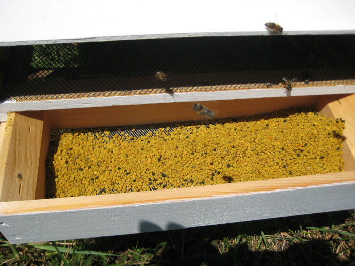 IMG_0092 - Rapita 2013