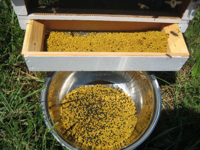 IMG_0093 - Rapita 2013