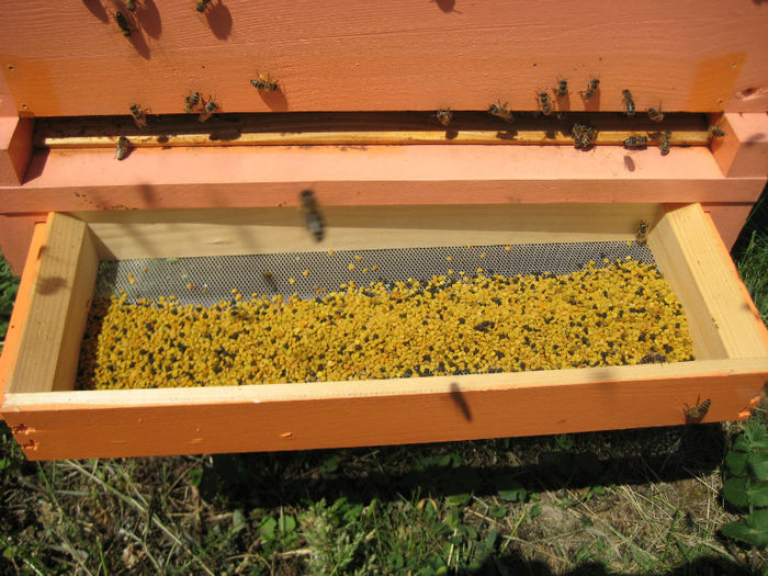 IMG_0094 - Rapita 2013