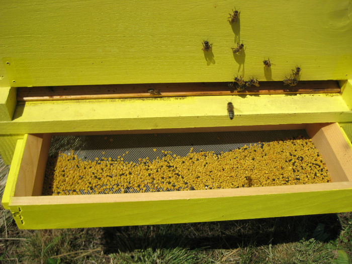 IMG_0095 - Rapita 2013