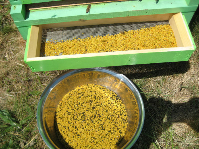 IMG_0096 - Rapita 2013