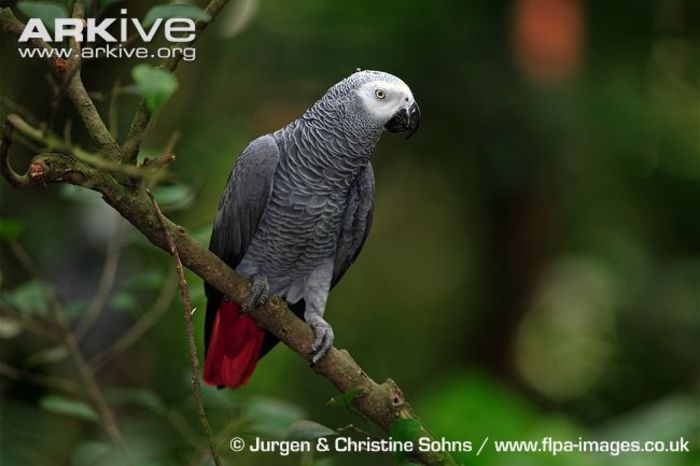 African-grey-parrot-perched - x57-Papagalii