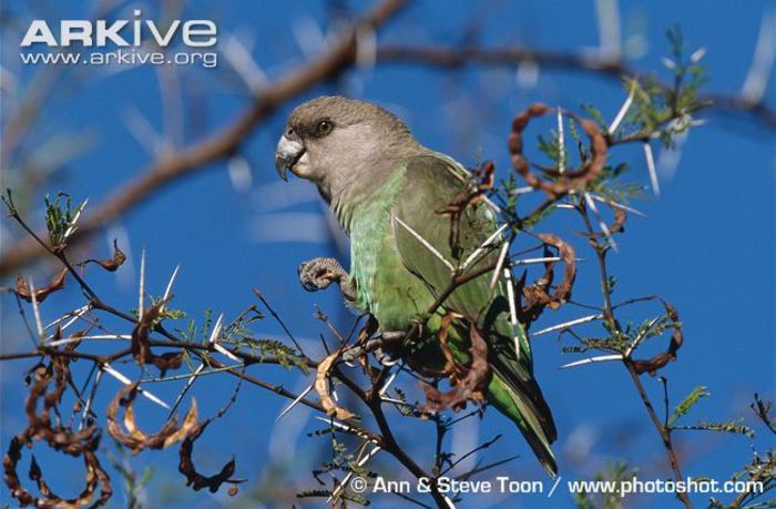 Brown-headed-parrot-in-acacia-tree-gripping-seed-with-foot