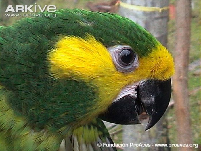 Close-up-of-a-yellow-eared-parrot-