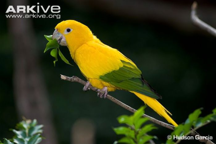 Golden-parakeet-feeding