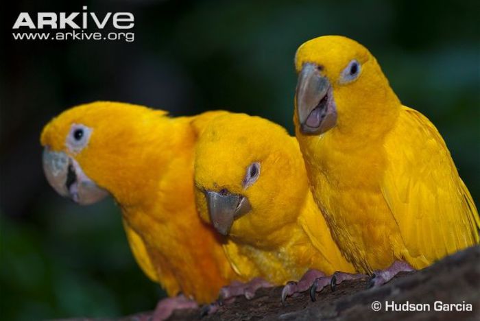 Golden-parakeet-social-behaviour - x57-Papagalii