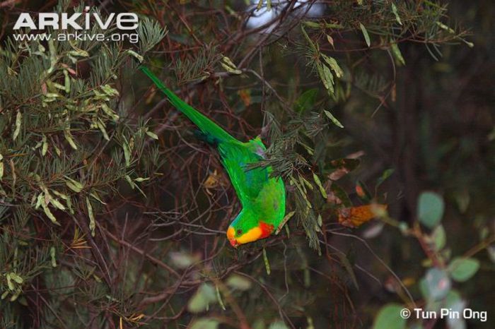 Male-superb-parrot-feeding-on-tree - x57-Papagalii