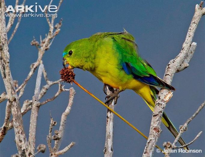 Orange-bellied-parrot-feeding - x57-Papagalii