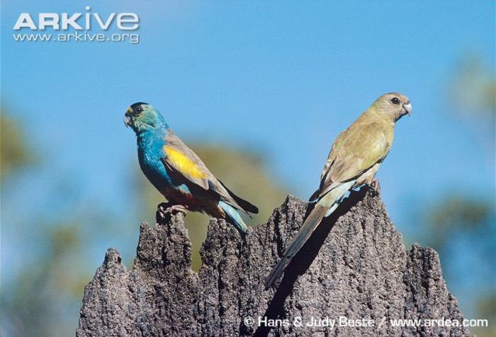 Pair-of-golden-shouldered-parrots-male-on-the-left - x57-Papagalii