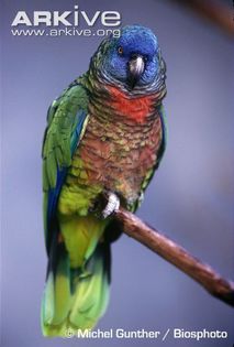 Saint-Lucia-parrot-adult