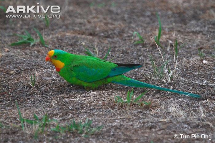 Superb-parrot - x57-Papagalii