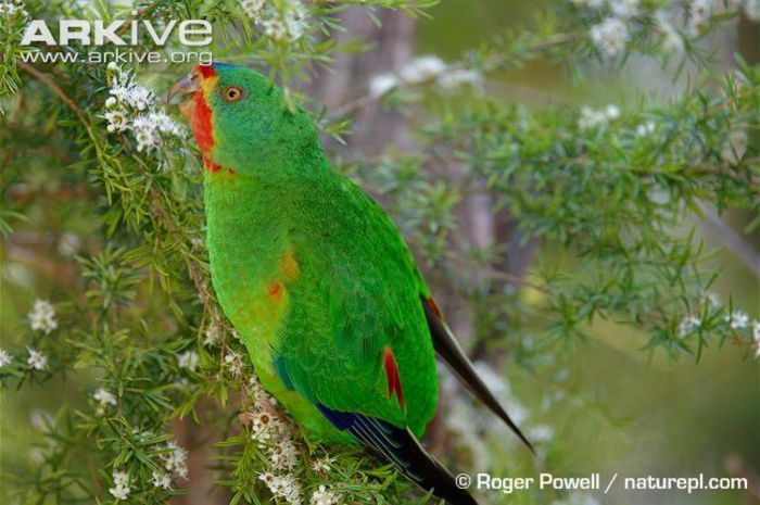 Swift-parrot-feeding-on-nectar-from-blossom - x57-Papagalii