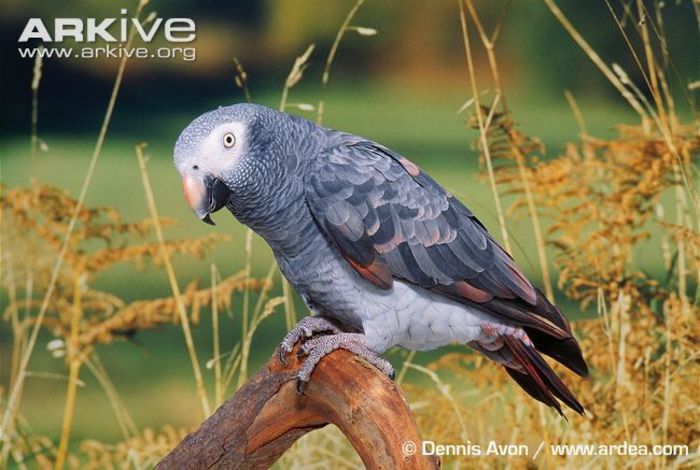 timneh-parrot - x57-Papagalii