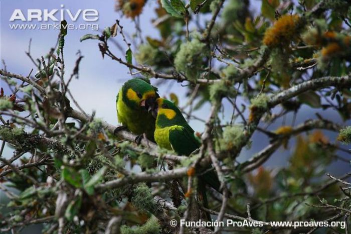 Yellow-eared-parrots-displaying