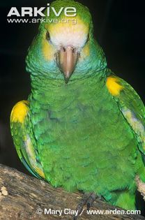 Yellow-shouldered-parrot-portrait