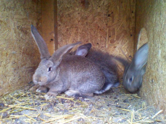 puii; urias german la 2,5 luni
