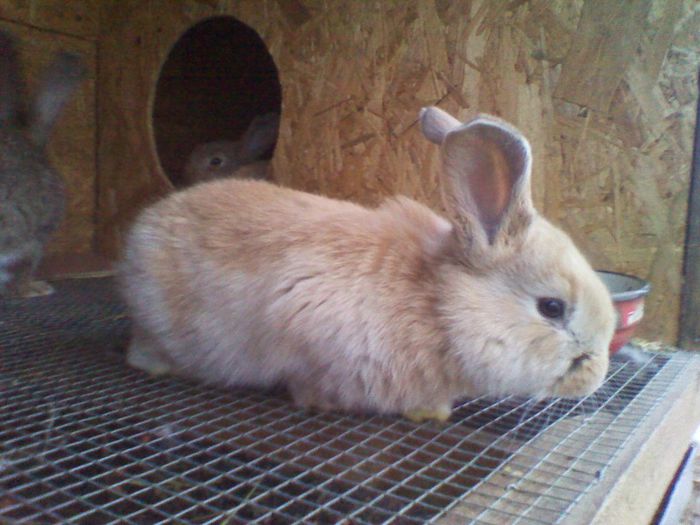 pui - URIASUL GERMAN-sunt doar amintiri