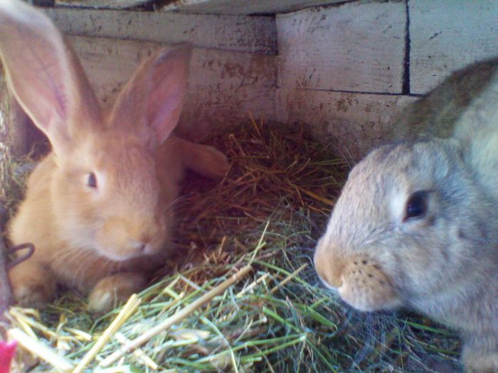 pui; urias german la 2,5 luni
