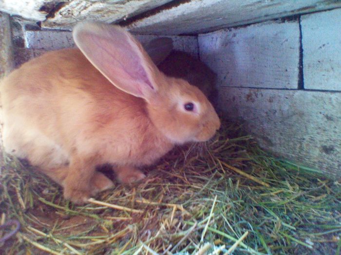 femela; urias german la 2,5 luni
