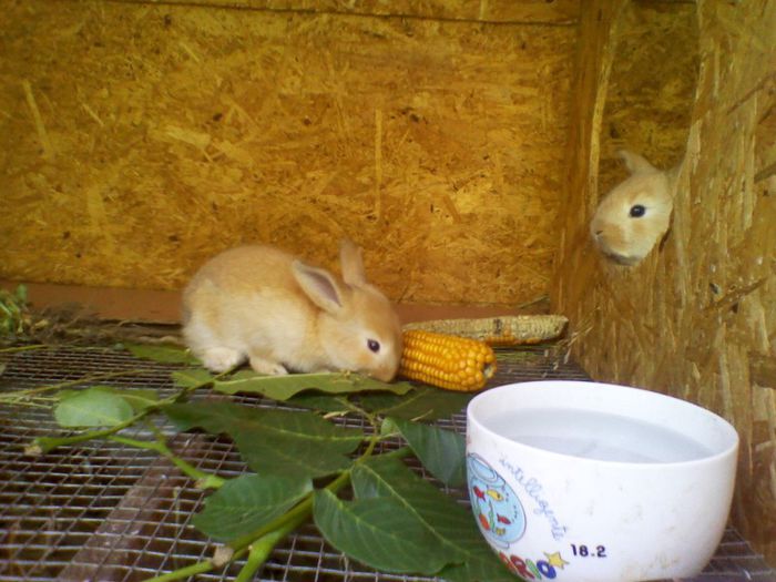 puii; uriasi germani la 2 saptamani
