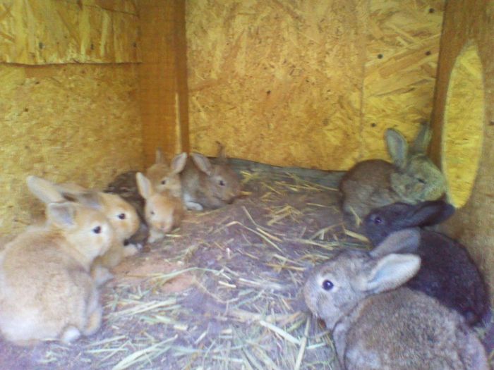 pui; uriasi germani la 2 saptamani
