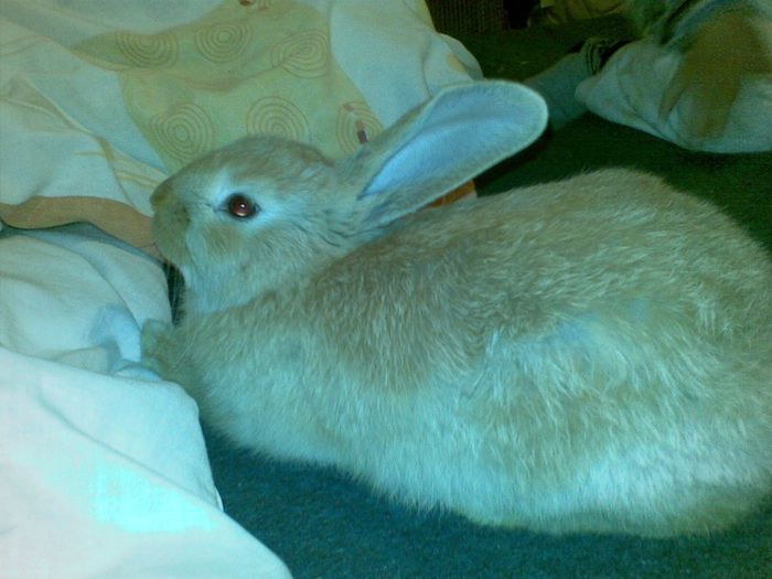 femela; urias german galben la 2 luni
